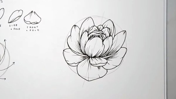 Схема рисования пиона