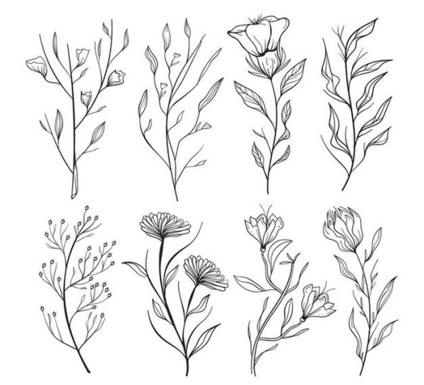 Рисунки растений