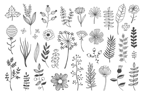 Зарисовки трав и цветов лёгкие