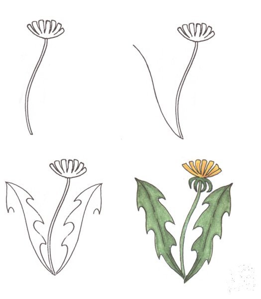 Поэтапное рисование одуванчика