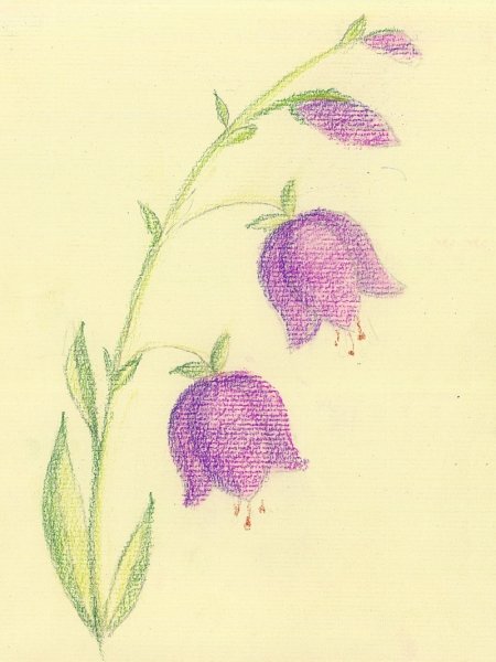 Растения раскраска для детей