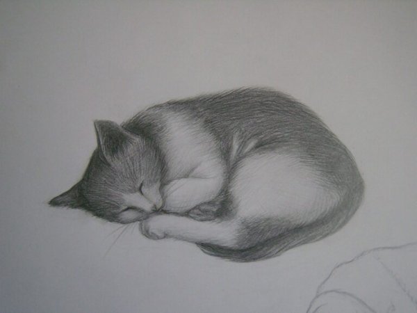 Спящий кот карандашом