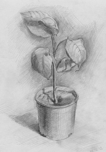 Зарисовки карандашом