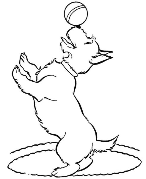 Каштанка рисунок