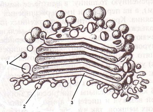 Аппарат Гольджи сеть строение