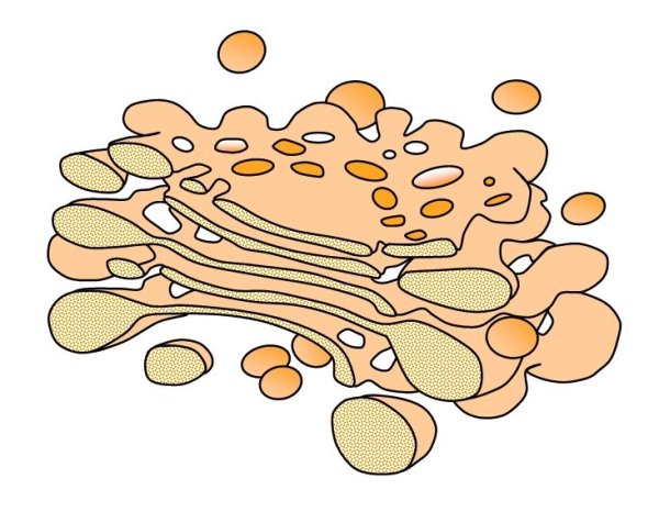 Комплекс аппарат Гольджи строение