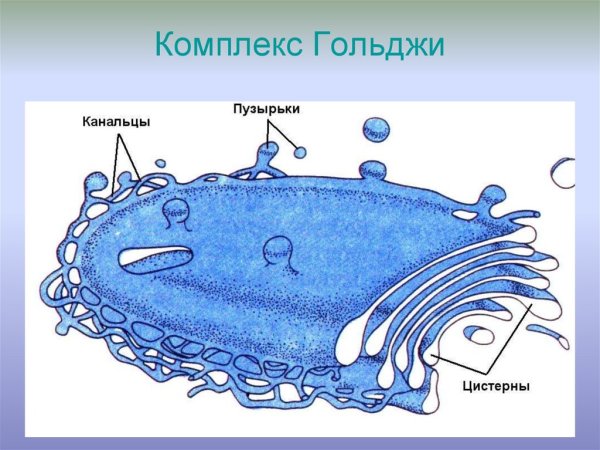 Комплекс Гольджи рисунок маленький