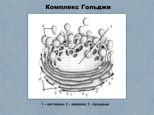 Аппарат Гольджи черно-белый