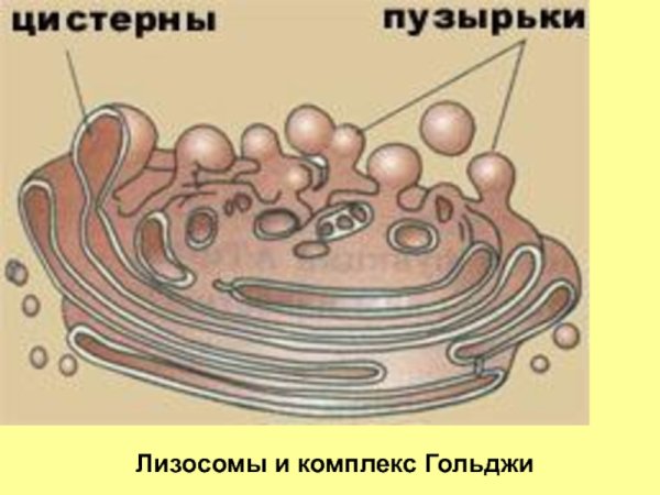 Аппарат Гольджи строение диктиосомы