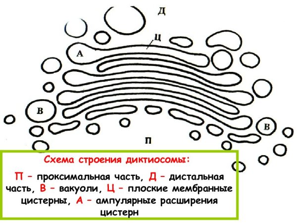 Комплекс аппарат Гольджи схема