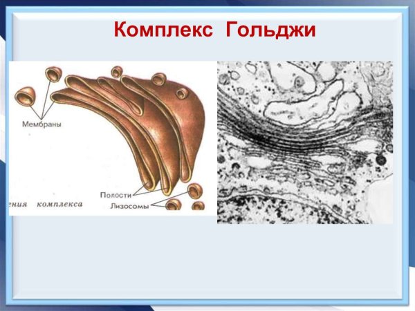 Комплекс аппарат Гольджи рисунок