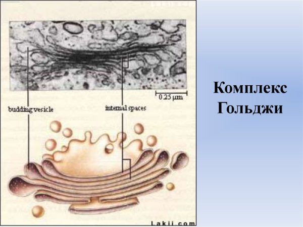 Аппарат Гольджи у растительной клетки строение