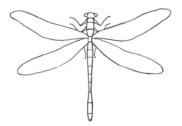Стрекоза симметрия