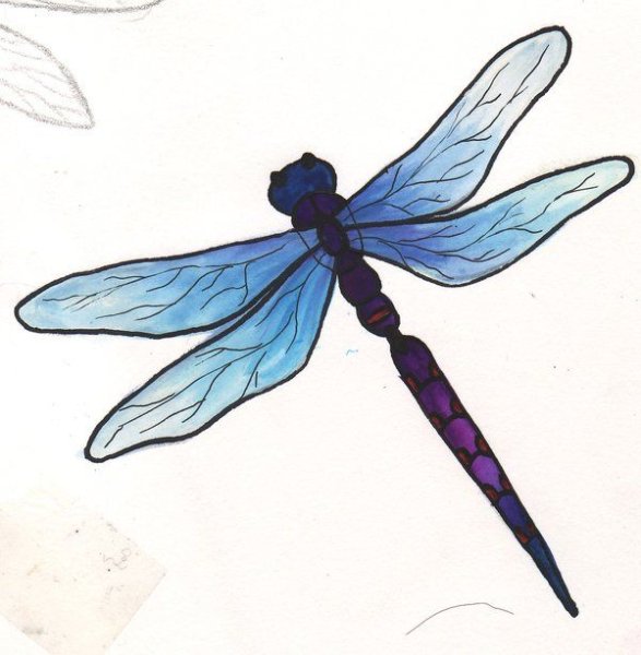 Стрекоза для срисовки