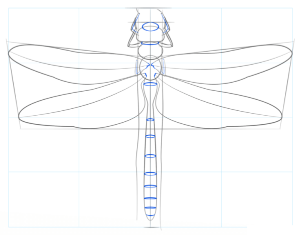 Пошаговое рисование Стрекозы