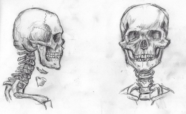 Череп скелета карандашом