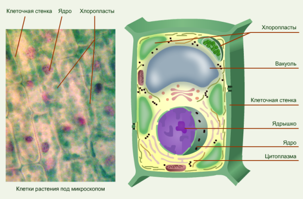 Строение растительной клетки рисунок с подписями