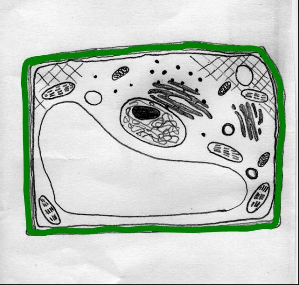 Туберкулёзная палочка строение клетки