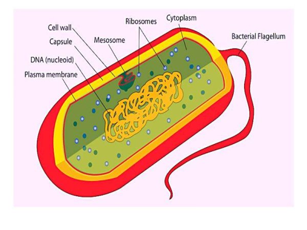 Осмос в клетке растений