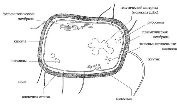 Строение клетки растительной клеточная стенка функция и строение