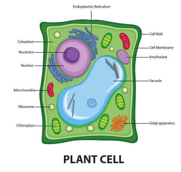 Plant Cell