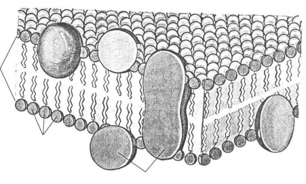 Органоиды растительной клетки рисунок