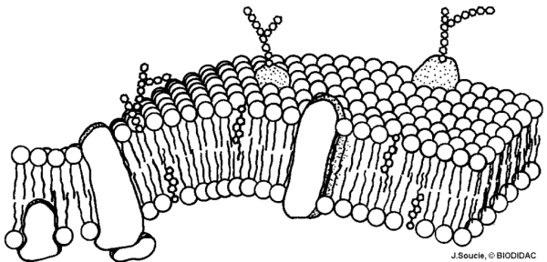 Prokaryotic Cell structure
