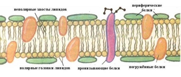 Intercellular Walls