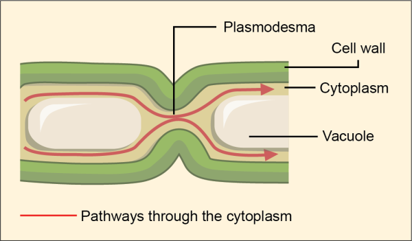 Structure of the Cell Wall of Plants