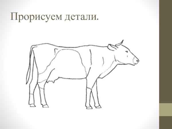 Корова рисунок карандашом