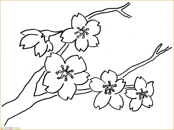 Сакура рисунок