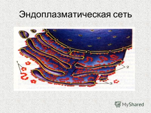 Эндоплазматическая сеть ретикулум