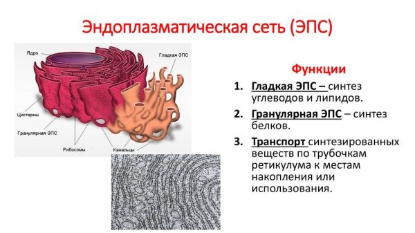 Рисунок эндоплазматической сети клетки