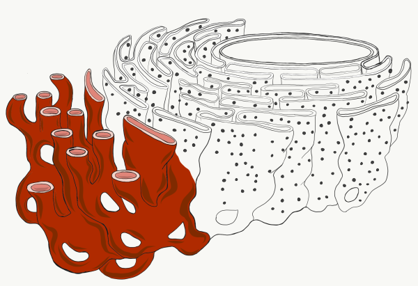 Комплекс Гольджи рисунок
