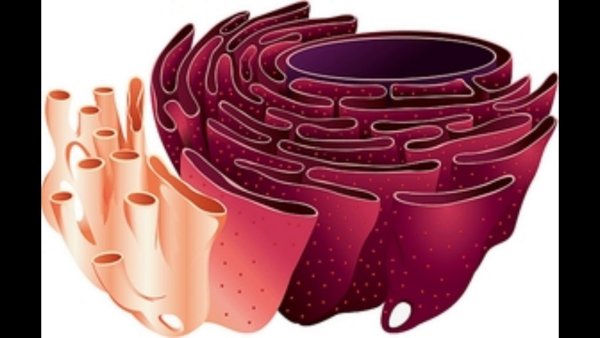 ЭПС ретикулум