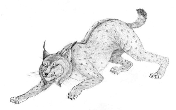 Зарисовки диких кошек