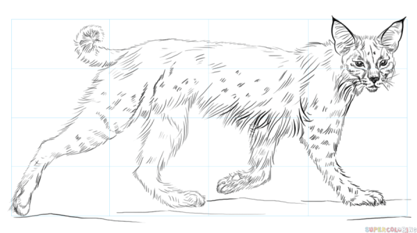Рысь рисунок карандашом для детей