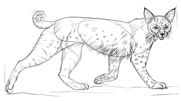 Нарисовать Рысь