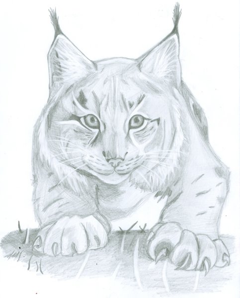 Рысь поэтапное рисование