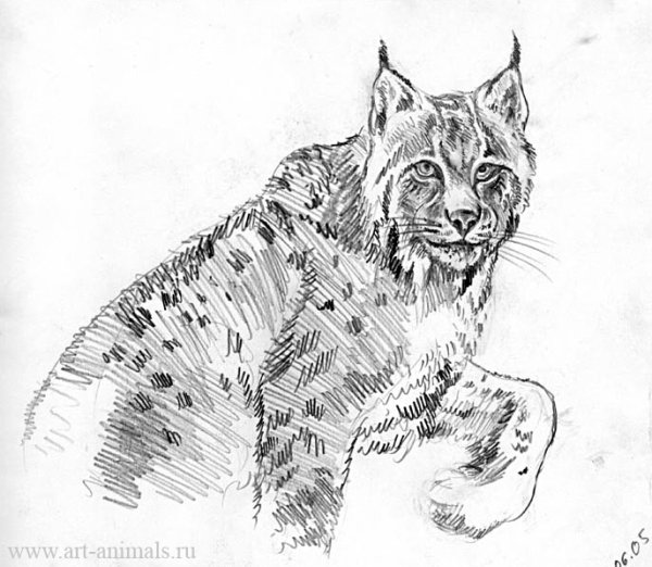 Рысь рисунок