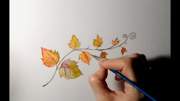 Нарисовать кленовый лист