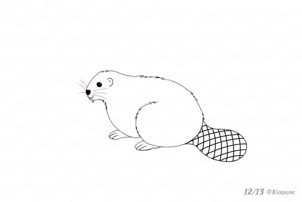 Бобёр рисунок лёгкий