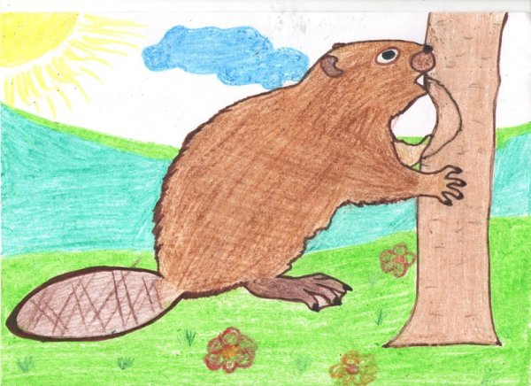 Рисунок бобра