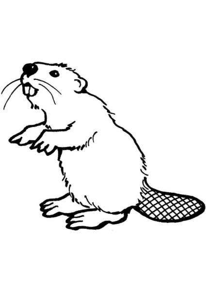 Бобр рисунок для срисовки