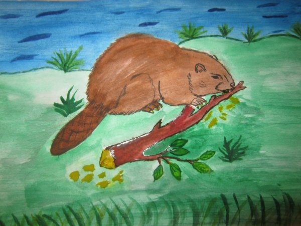Рисунок бобра карандашом