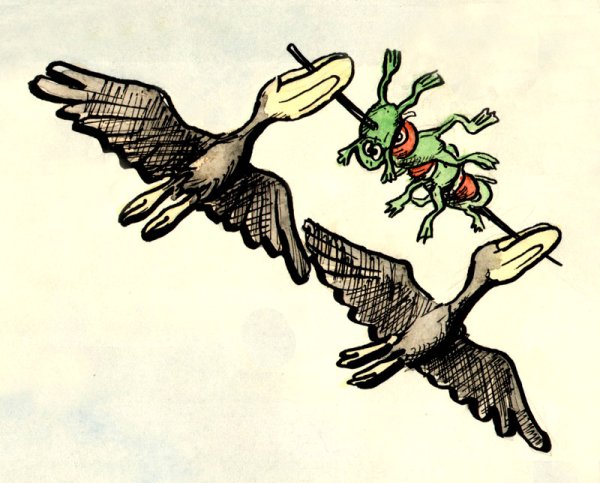 Лягушка путешественница картинки