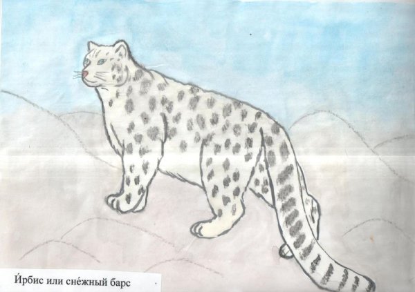Снежный Барс сбоку рисунок