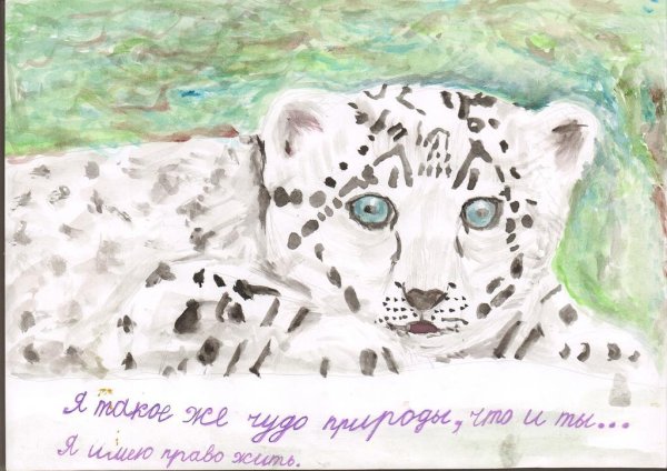 Снежный Барс рисунок детский