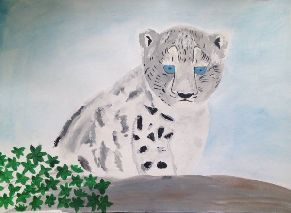 Снежный Барс рисунок карандашом