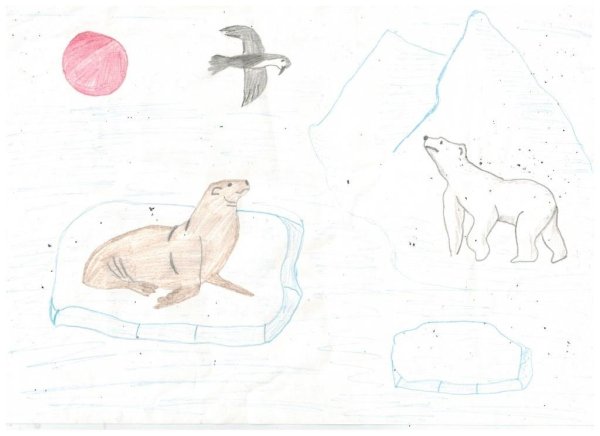 Рисование животные Арктики 4 класс